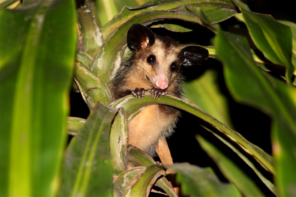 "Didelphis aurita" in Rio de Janeiro, RJ, Brazil