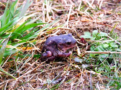 Image title: Reptile eastern spadefoot toad Image from Public domain images website, http://www.public-domain-image.com/full-image/fauna-animals-public-domain-images-pictures/reptiles-and-amphibians-p photo