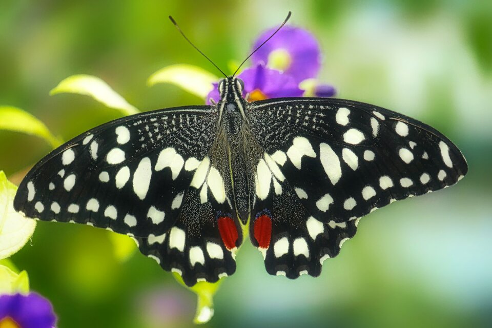 Animal summer flight insect