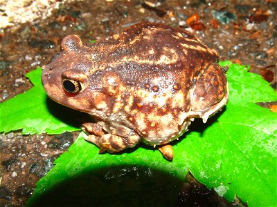 : Scaphiopus holbrookii