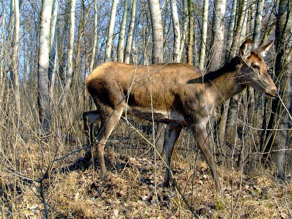 Duna-Dráva Nemzeti Park, Gemenci erdő