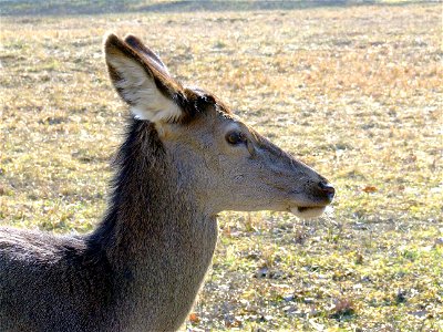 Duna-Dráva Nemzeti Park, Gemenci erdő