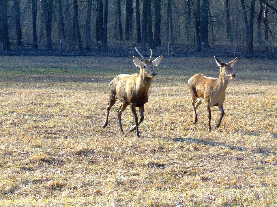 Duna-Dráva Nemzeti Park, Gemenci erdő