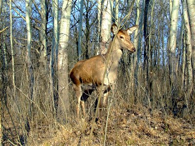 Duna-Dráva Nemzeti Park, Gemenci erdő