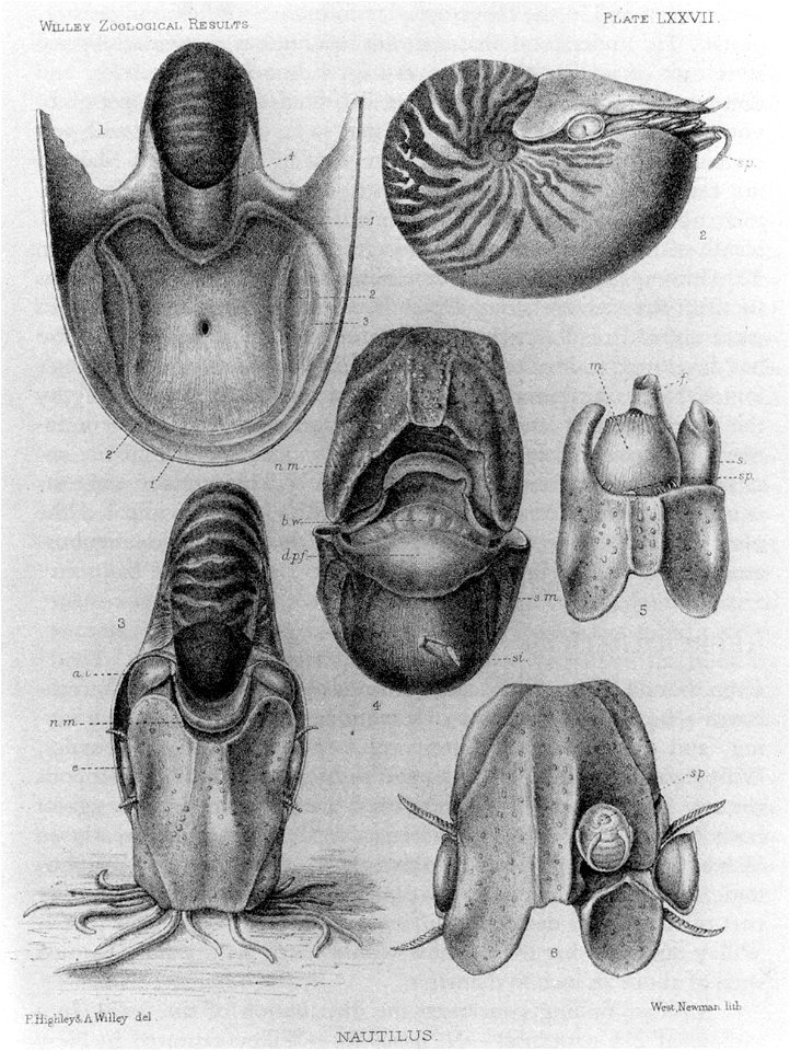 Nautilus macromphalus anatomy