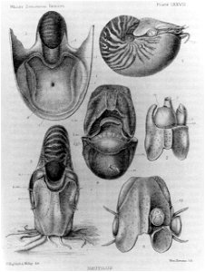 Nautilus macromphalus anatomy