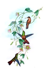 Amazilia Yucatanensis in John Gould's Hummingbirds ISBN 978-1555216610