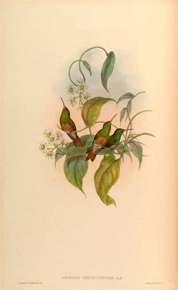 Amazilia cerviniventris = Amazilia yucatanensis cerviniventris[1]