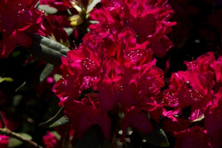 Rhododendron close up nature photo