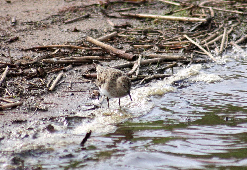Temminck's Stint Calidris temminckii in breeding plumage, in Oulu, Finland, near Oritkari harbour by the Kempele bay, where they are known to breed in the area.