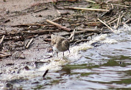Temminck's Stint Calidris temminckii in breeding plumage, in Oulu, Finland, near Oritkari harbour by the Kempele bay, where they are known to breed in the area.