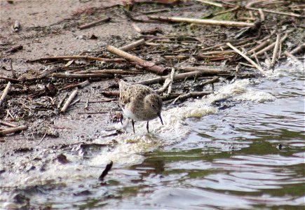 Temminck's Stint Calidris temminckii in breeding plumage, in Oulu, Finland, near Oritkari harbour by the Kempele bay, where they are known to breed in the area. photo