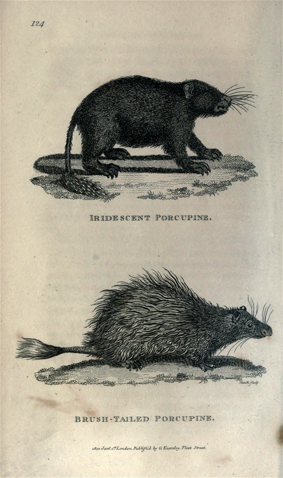 224 
IRTOE 
BRTUSH-TAILEB PORCUPINE. 

idol Jan*, i? Lyndon Pubtoh'd br & Kcarjit*. fleet JO-ret.