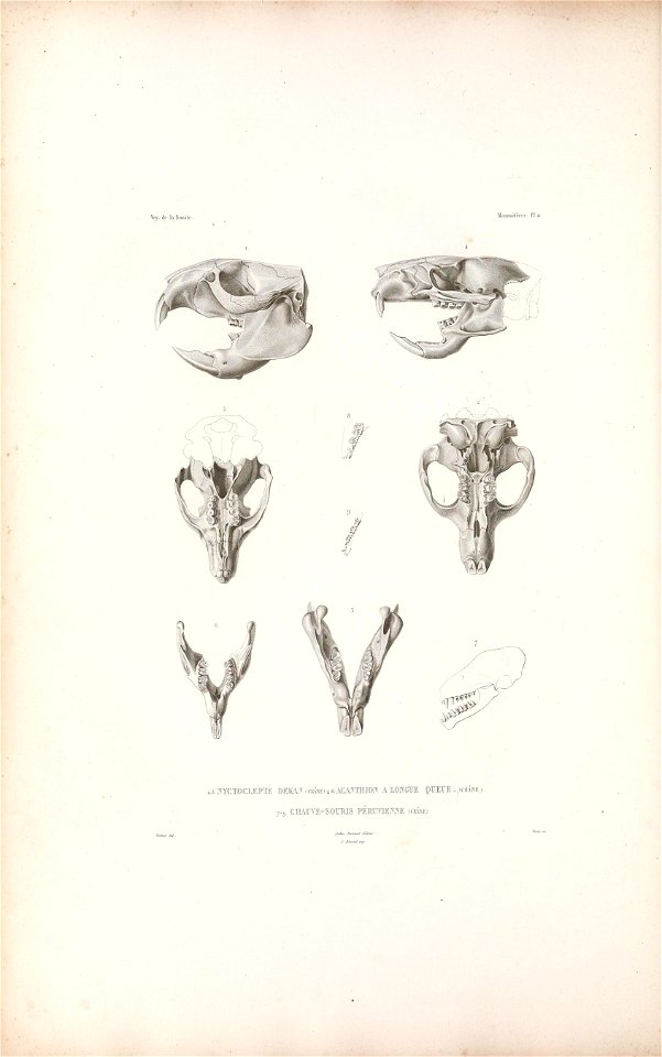 Nyctoclepte Dekan= Rhizomys sumatrensis Fig. 1-2
Atherurus macrourus = Acanthion à longue queue Fig. 4-6

Eptesicus innoxius = Chauve souris péruvienne Fig. 7