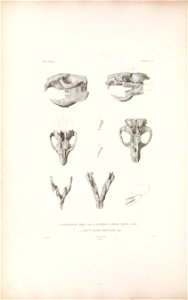 Nyctoclepte Dekan= Rhizomys sumatrensis Fig. 1-2
Atherurus macrourus = Acanthion à longue queue Fig. 4-6

Eptesicus innoxius = Chauve souris péruvienne Fig. 7