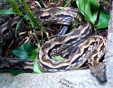 Madagascar Ground Boa (Acrantophis madagascariensis)