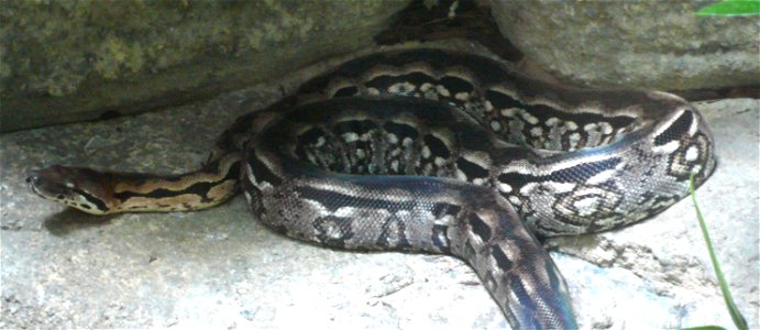 Madagascar Ground Boa (Acrantophis madagascariensis or Boa madagascariensis)