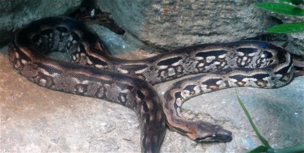 Madagascar Ground Boa (Acrantophis madagascariensis or Boa madagascariensis)