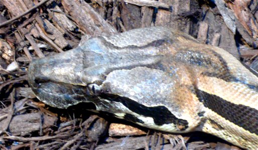 Madagascar Ground Boa (Acrantophis madagascariensis or Boa madagascariensis