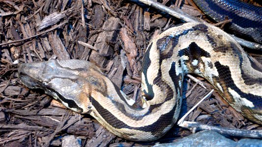 Madagascar Ground Boa (Acrantophis madagascariensis or Boa madagascariensis