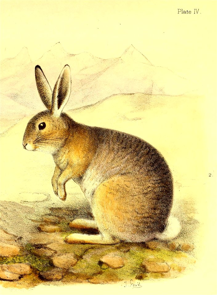 Lepus tibetanus by J. Smit from "Scientific results of the second Yarkand mission: based upon the collections and notes of the late Ferdinand Stolickza"
