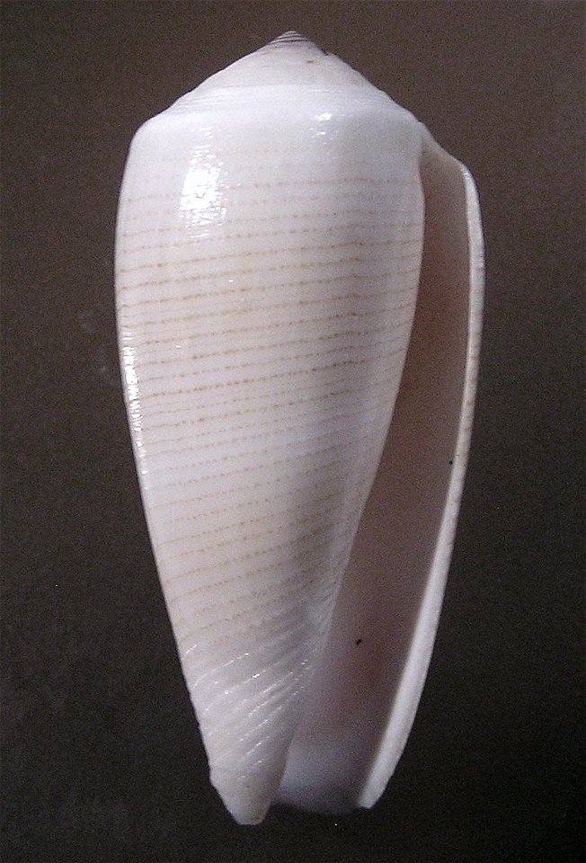 Conus magus Linnaeus, 1758 (synonym: Conus fulvobullatus da Motta, 1982); the Philippines