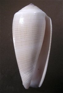 Conus magus Linnaeus, 1758 (synonym: Conus fulvobullatus da Motta, 1982); the Philippines