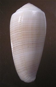 Conus magus Linnaeus, 1758 (synonym: Conus fulvobullatus da Motta, 1982); the Philippines