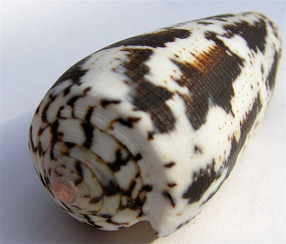Conus magus Linnaeus, 1758