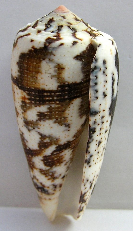 Conus magus Linnaeus, 1758