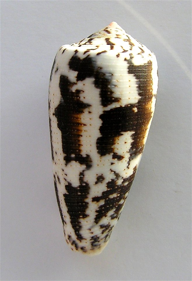 Conus magus Linnaeus, 1758