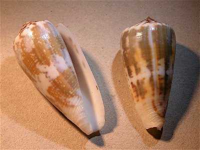 Conus magus Linnaeus, 1758 ; Indonesia