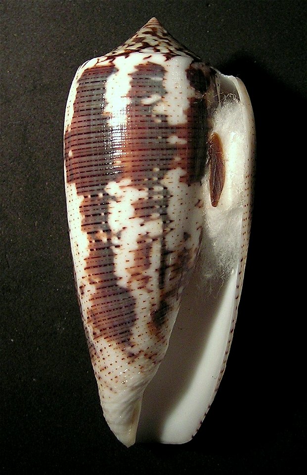 Conus magus assimilis Adams, 1853; the Philippines