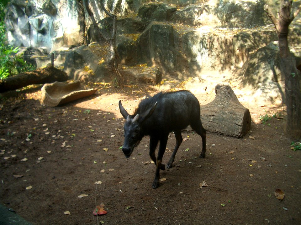 Serow, Capricornis sumatraensis