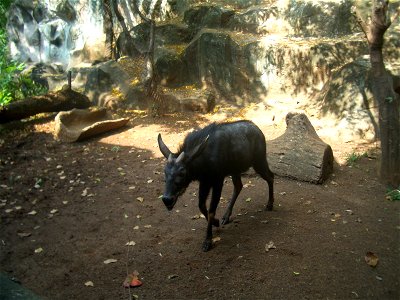 Serow, Capricornis sumatraensis