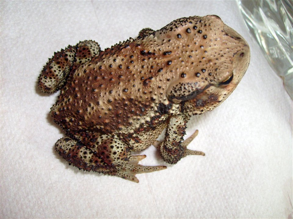 Adult Bufo gargarizans, the Asiatic toad, from above.  Body length approx 12 cm.