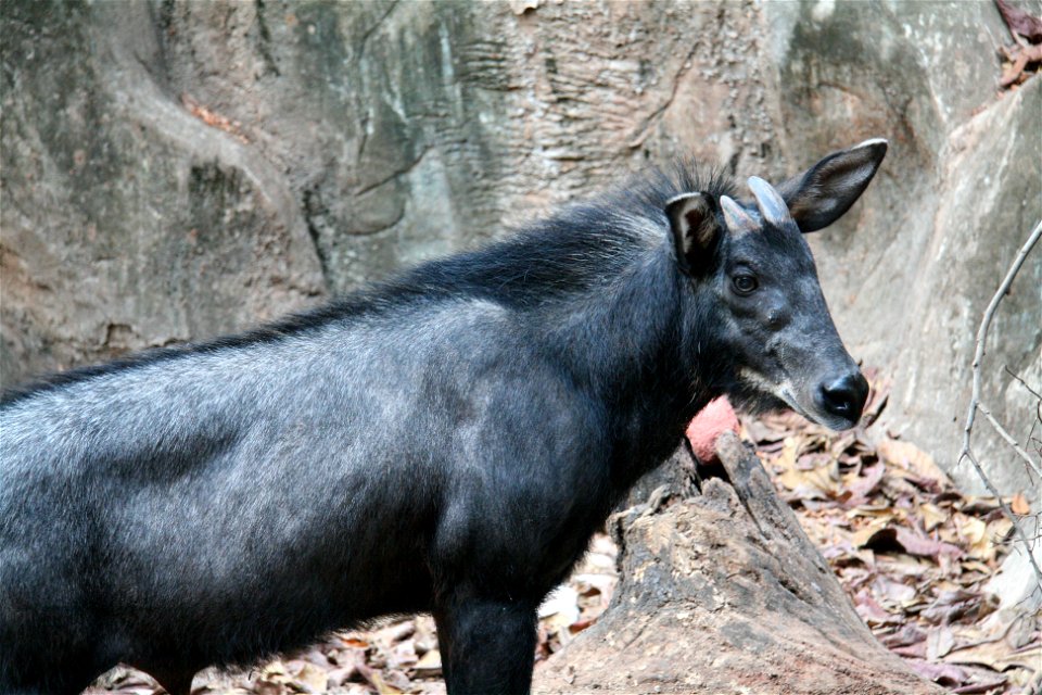 A serow (Capricornis sumatraensis). Picture taken at Dusit Zoo, Bangkok, Thailand.