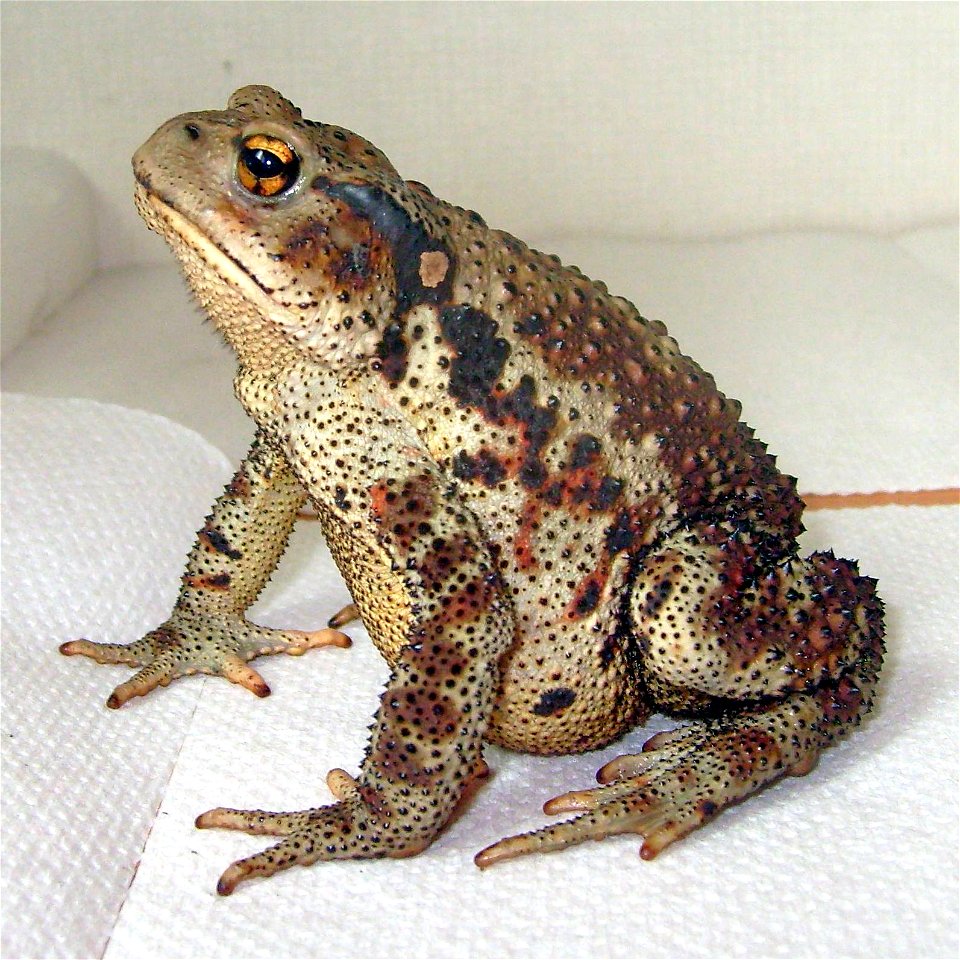 Profile view of an adult Bufo gargarizans, the Asiatic toad.  Specimen collected on mountainside in Miryang, South Korea.