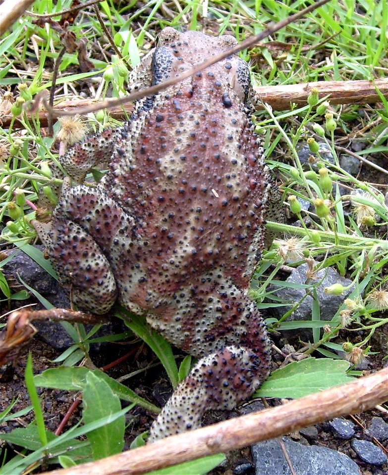 Adult Bufo gargarizans, the Asiatic toad, walking through grass on hillside in Miryang, South Korea.  Camera location35° 27′ 27.59″ N, 128° 48′ 39.316″ E View this a
