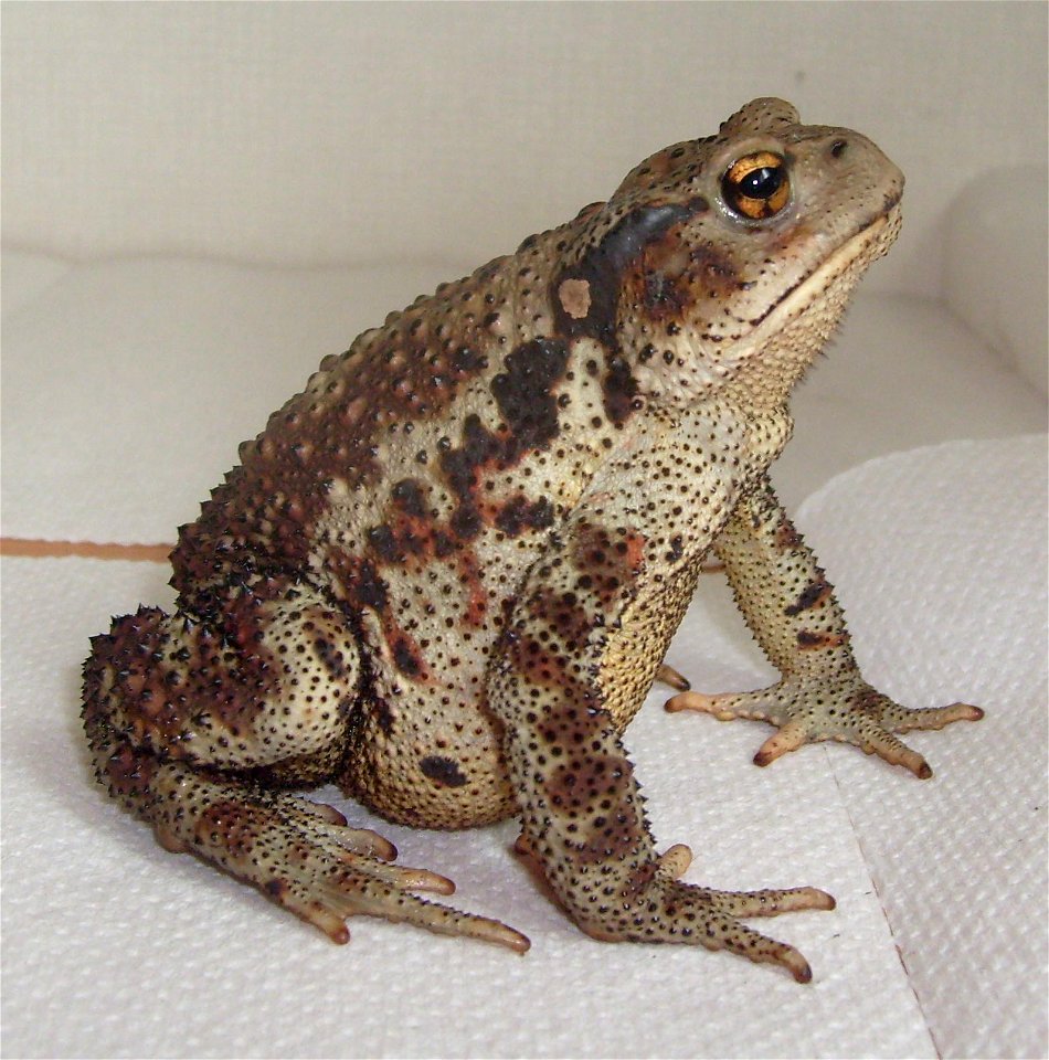 Profile view of an adult Bufo gargarizans, the Asiatic toad.  Specimen collected on mountainside in Miryang, South Korea.