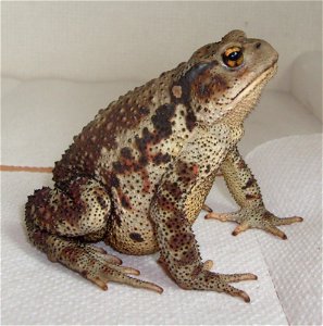 Profile view of an adult Bufo gargarizans, the Asiatic toad.  Specimen collected on mountainside in Miryang, South Korea.