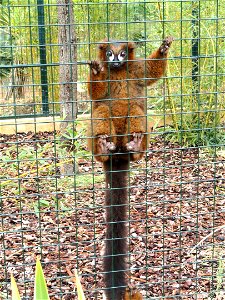 Eulemur rubriventer exhibited in the Jardin d'oiseaux tropicaux, La Londe-les-Maures, France.