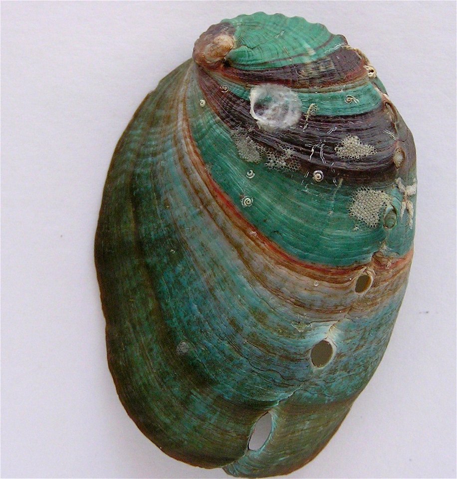 Haliotis diversicolor Reeve, 1846; family Haliotidae; China