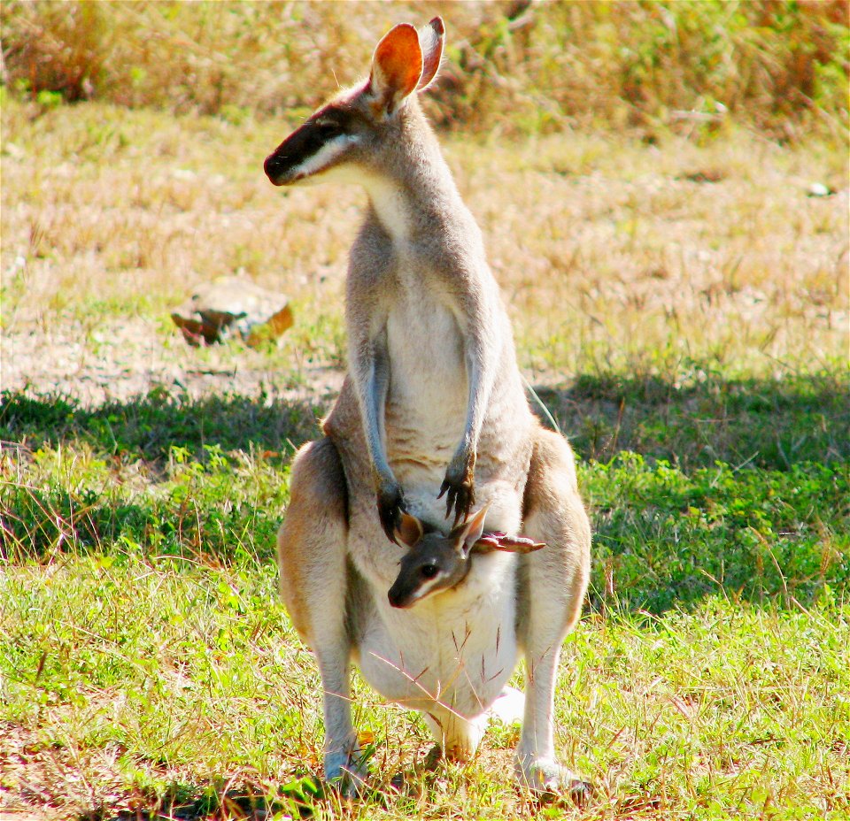 Pretty-face or Whiptail Wallaby found at Lake Awoonga, near Gladstone, Central Queensland, Australia