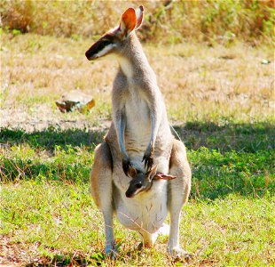 Pretty-face or Whiptail Wallaby found at Lake Awoonga, near Gladstone, Central Queensland, Australia photo