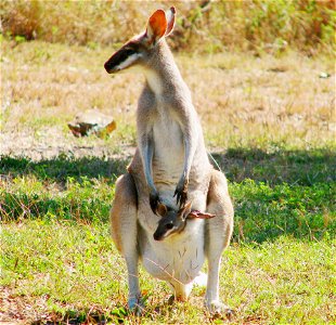 Pretty-face or Whiptail Wallaby found at Lake Awoonga, near Gladstone, Central Queensland, Australia