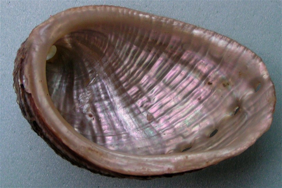 Haliotis diversicolor squamata Reeve, 1846; family Haliotidae; Indonesia