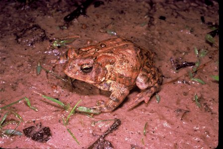 Houston toad Date: February, 2002 Source: U.S. Fish & Wildlife Service photo