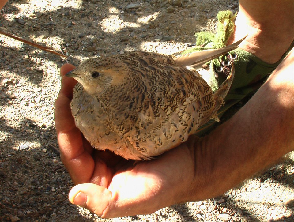 Syrrhaptes paradoxus in a field, Bayantooroi oazis, Gobi desert, Govi-Altai aimag, west Mongolia