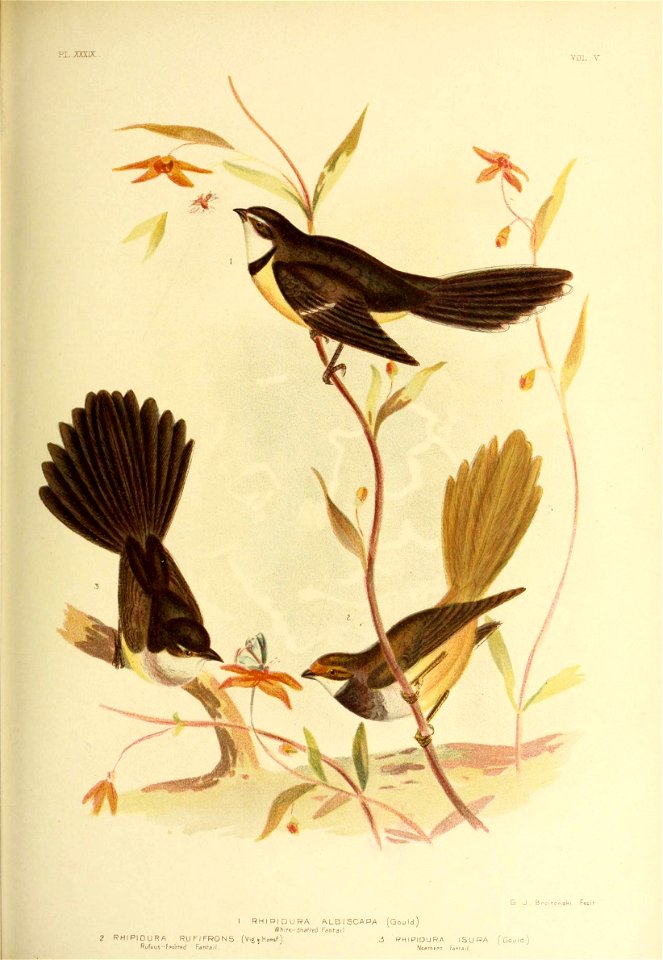 pl .mix: 
VOL.Y 
G J. B pomowslu Fecif 
I RHIPIDURA ALB I SCAPA (Gould) 
Wh ire- shafted Fanl-ai I 
2 RHIPIDURA RUPIFRONS (VigyHoPsf) 3 RHIPIDURA ISURA (Gould) 

Rufous -fponred Fanl-ail. Noprhepn Fan